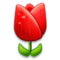 Tulipa Tulipa
