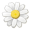 Fiore Fiore