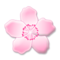 Fiore Di Ciliegio Fiore Di Ciliegio
