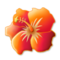Ibisco Ibisco