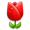 Tulipano Tulipano