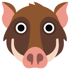 Boar