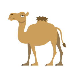 Camel