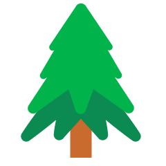 Evergreen Tree