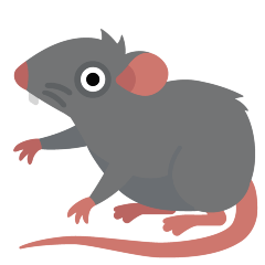 Rat