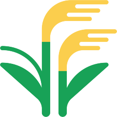 Sheaf of Rice