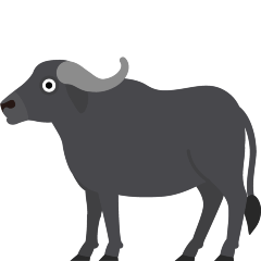 Water Buffalo