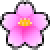 Kirschblüte