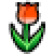Tulpe