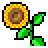 Tournesol