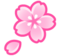 Cherry Blossom Cherry Blossom