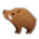 Boar