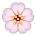 Cherry Blossom