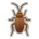 Cockroach
