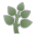 Herb