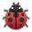 Lady Beetle