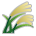 Sheaf of Rice