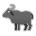 Water Buffalo
