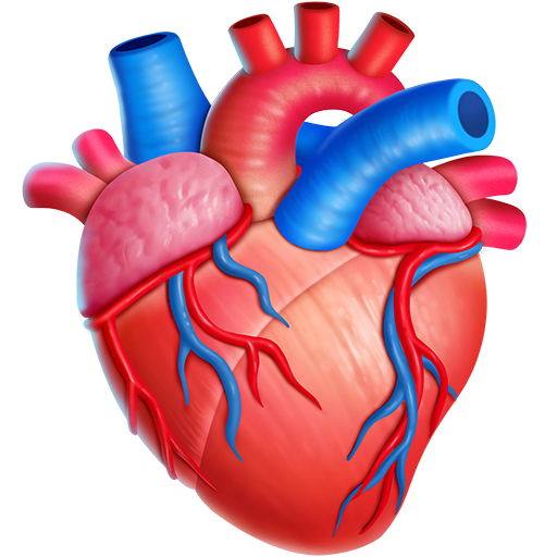 Organo Del Cuore
