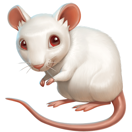 Ratto