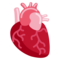 Herz (Organ)