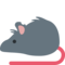 Ratte