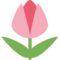 Tulpe