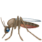 मच्छर