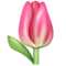 ट्यूलिप