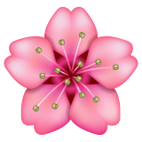 Flor De Cerejeira