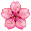 चेरी ब्लॉसम