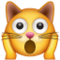 Кіт в шоці