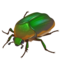 Scarabée
