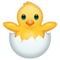 Poussin Qui Éclôt