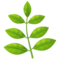 Herbe