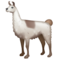 Lama