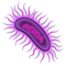 Microbe