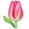 Tulipe