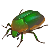 Böcek