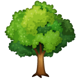 Arbre À Feuilles Caduques