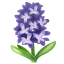 Jacinthe