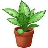 Plante En Pot pour WhatsApp 2.26.8.72
